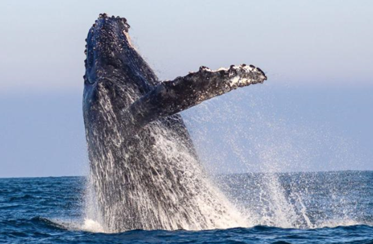 image 5 e1684348983838 Temporada de avistamento de baleias no Litoral Norte de São Paulo começa em junho