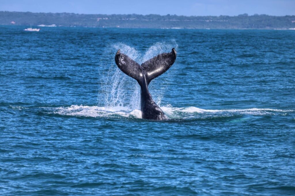 IMG 20230629 WA0001 Avistamento de baleias: aventura em alto mar no litoral de Porto Seguro