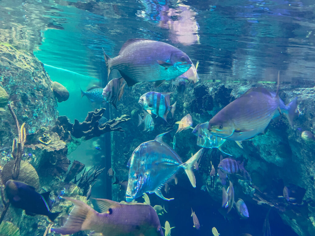Variedade do aquário no Frost Museum