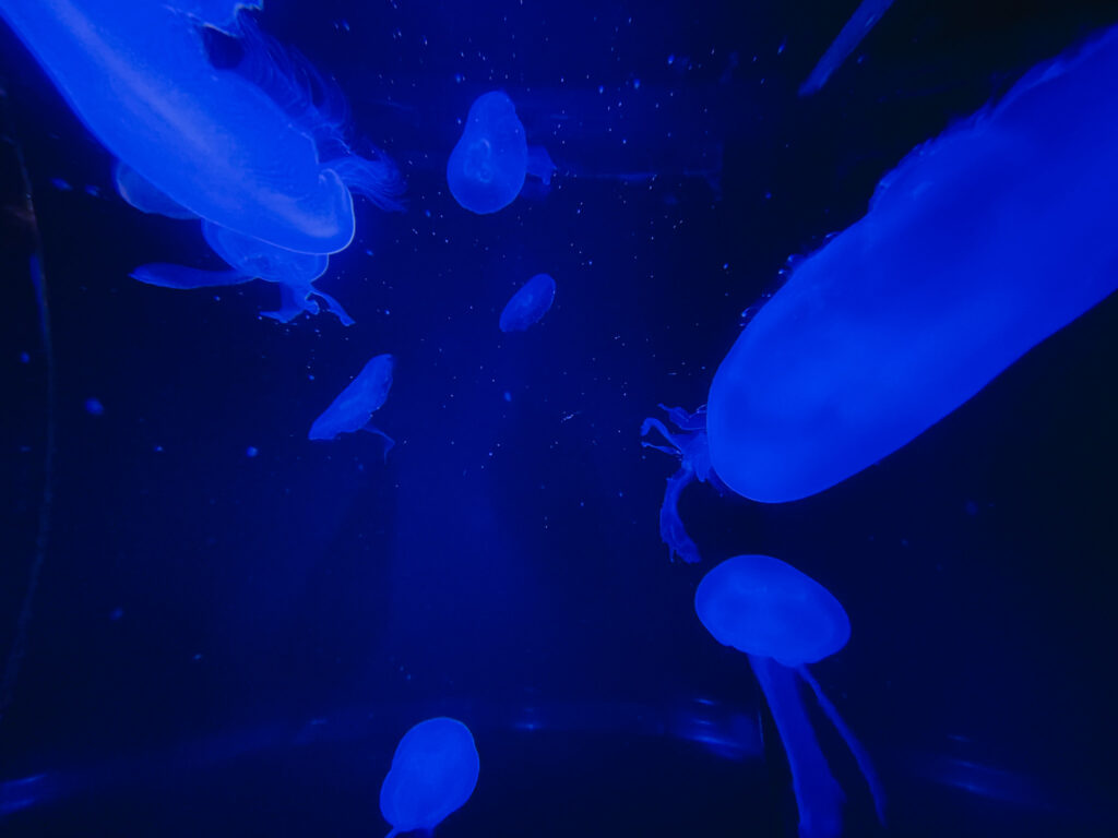 Águas-vivas em exposição no Frost Museum