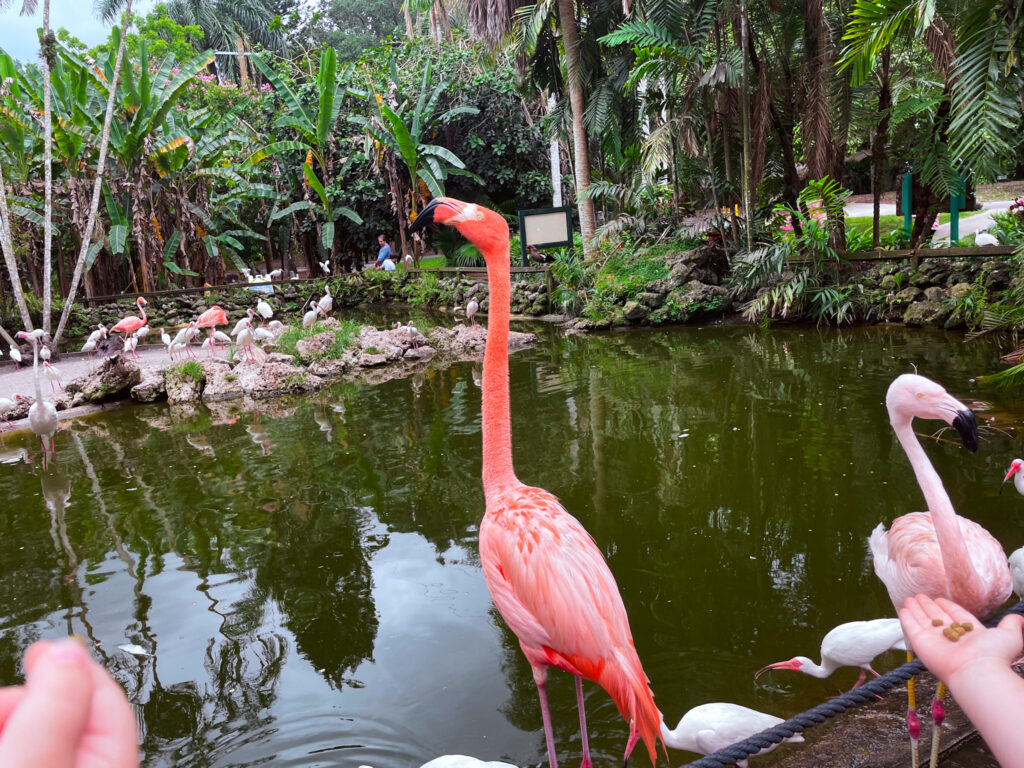 Flamingos de diferentes tons de rosa vivem na reserva Flamingo Gardens