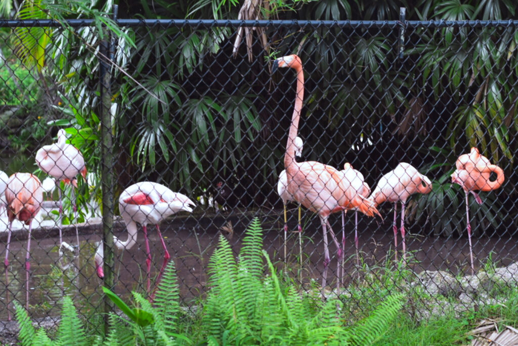 Flamingos no Flamingo Gardens