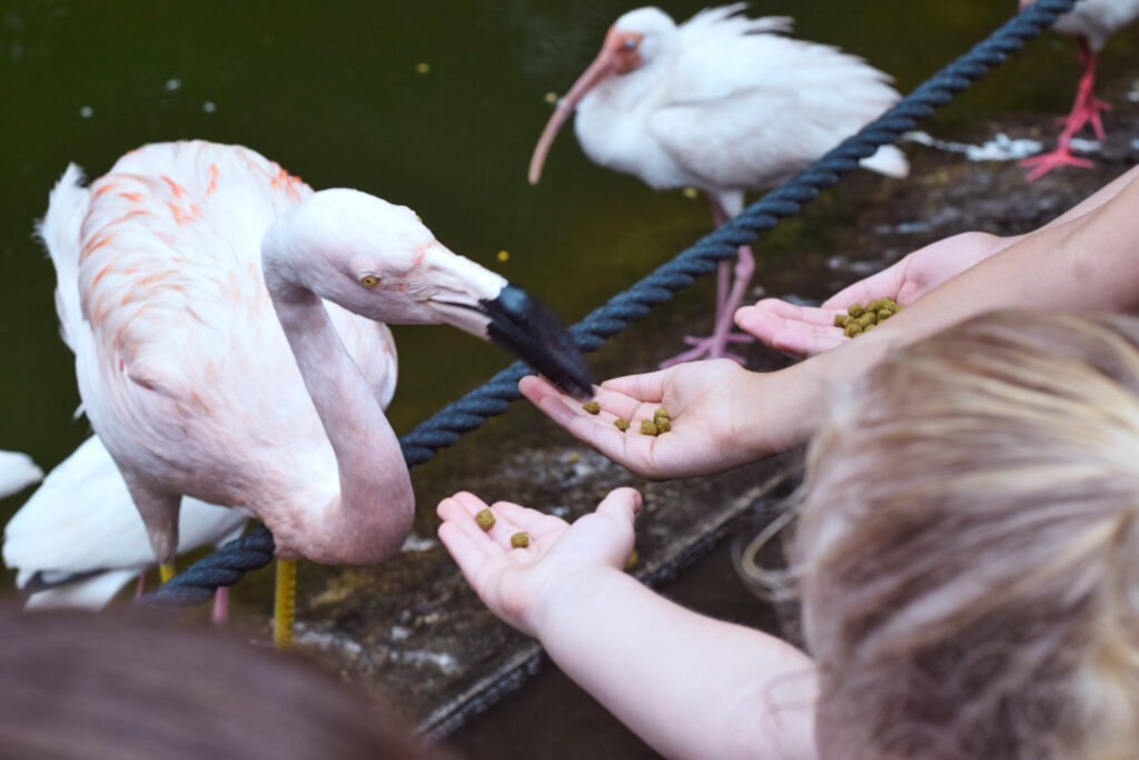 Todos os visitantes podem alimentar os flamingos no Flamingo Gardens