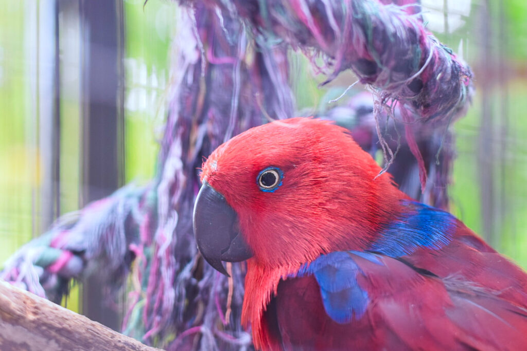 Papagaio vermelho do Flamingo Gardens
