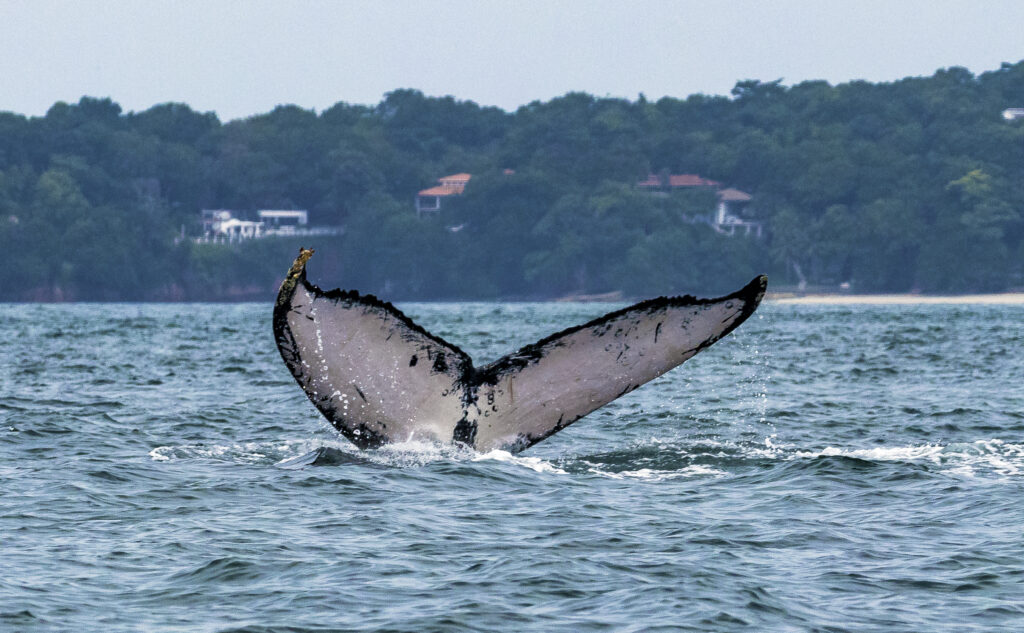 Humpback whale Fluke 15 Com cinco Patrimônios da Unesco, Panamá espera receber este ano 20% a mais de turistas