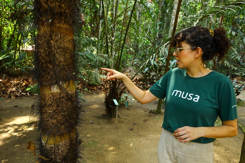 Dia da Árvore: astur destaca roteiro para conhecer a imponência da  floresta