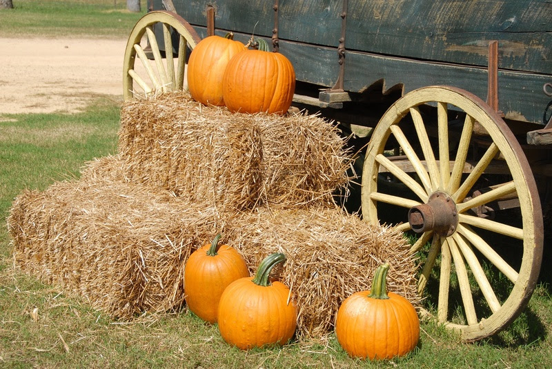 Flórida divulga festivais de Halloween florida