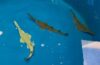 SeaWorld Orlando celebra nascimento de filhotes de peixes-serra