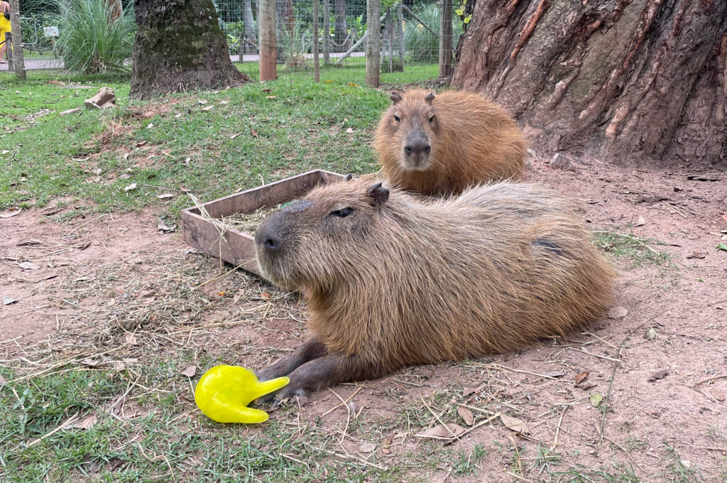 Animais do BioParque do Rio recebem banquete de Halloween Animais do BioParque do Rio recebem banquete de Halloween