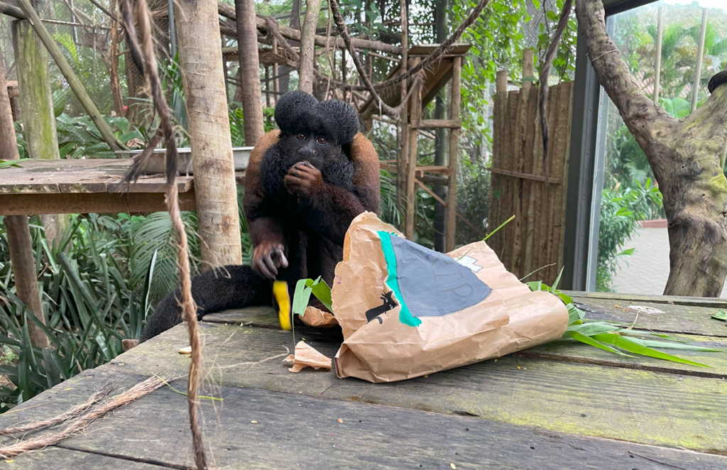 Animais do BioParque do Rio recebem banquete de Halloween Animais do BioParque do Rio recebem banquete de Halloween