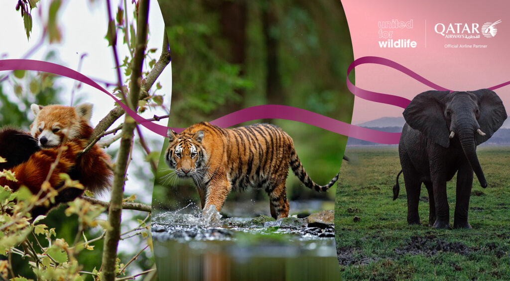 Qatar Airways firma parceria com a United for Wildlife 1 510659 UFW announcement photo for the PRL 1d7162 original 1699249140 Qatar Airways firma parceria com a United for Wildlife