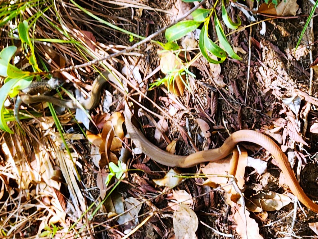 Cobra caça lagarto no Cerrado do Jalapão