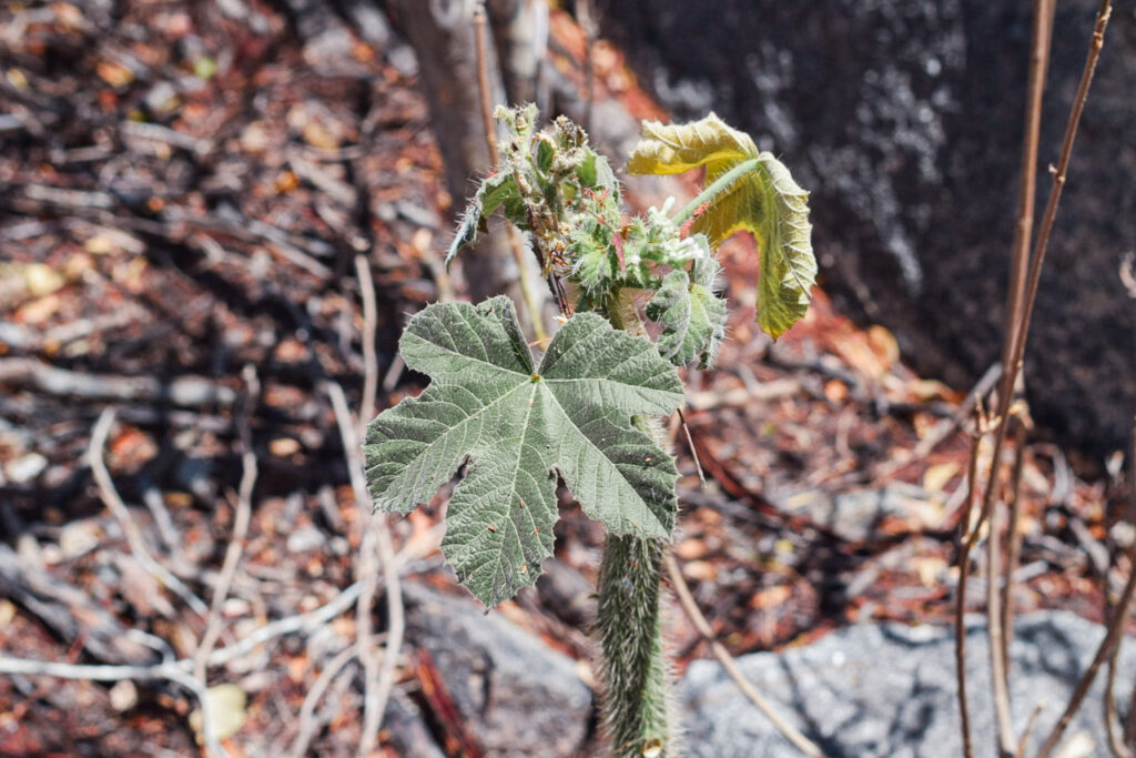 Urtiga, planta não venenosa, mas que quando tocada causa coceira intensa e é facilmente encontrada no Cariri