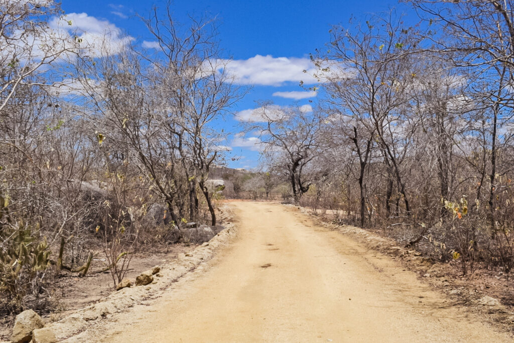 A Caatinga é um dos seis biomas do país