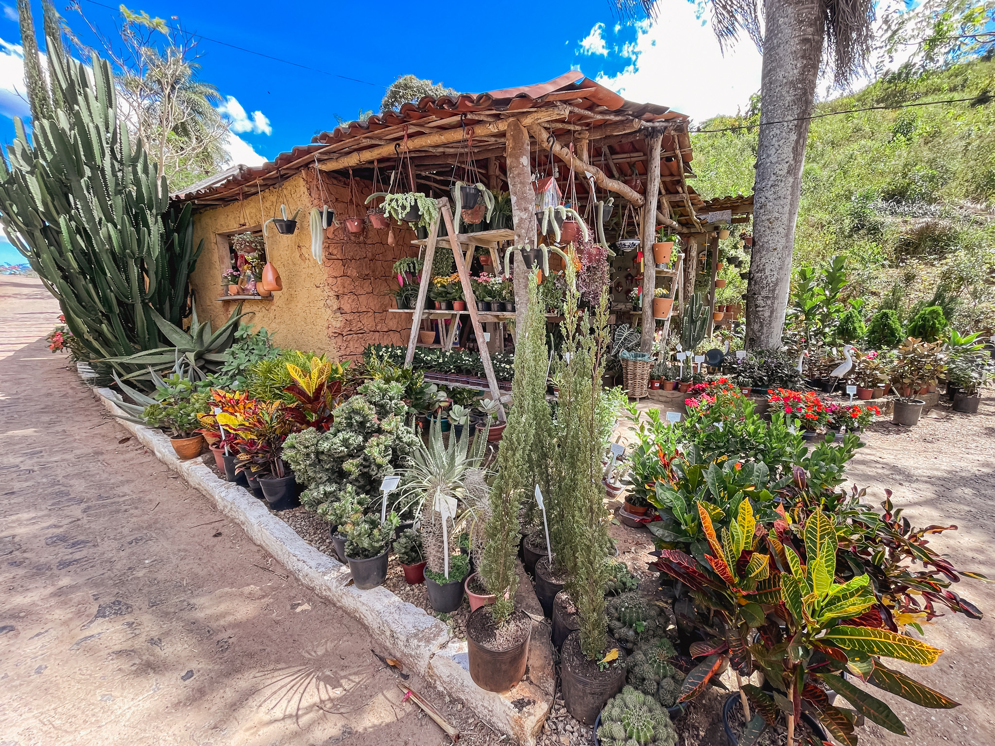 Uma parada na lojinha de plantas nos arredores do Engenho Triunfo fez parte da progrmação Uma parada na lojinha de plantas nos arredores do Engenho Triunfo fez parte da progrmação