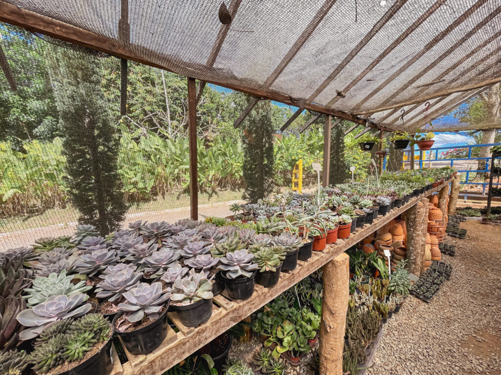 Uma grande variedade de cactos pode ser encontrada