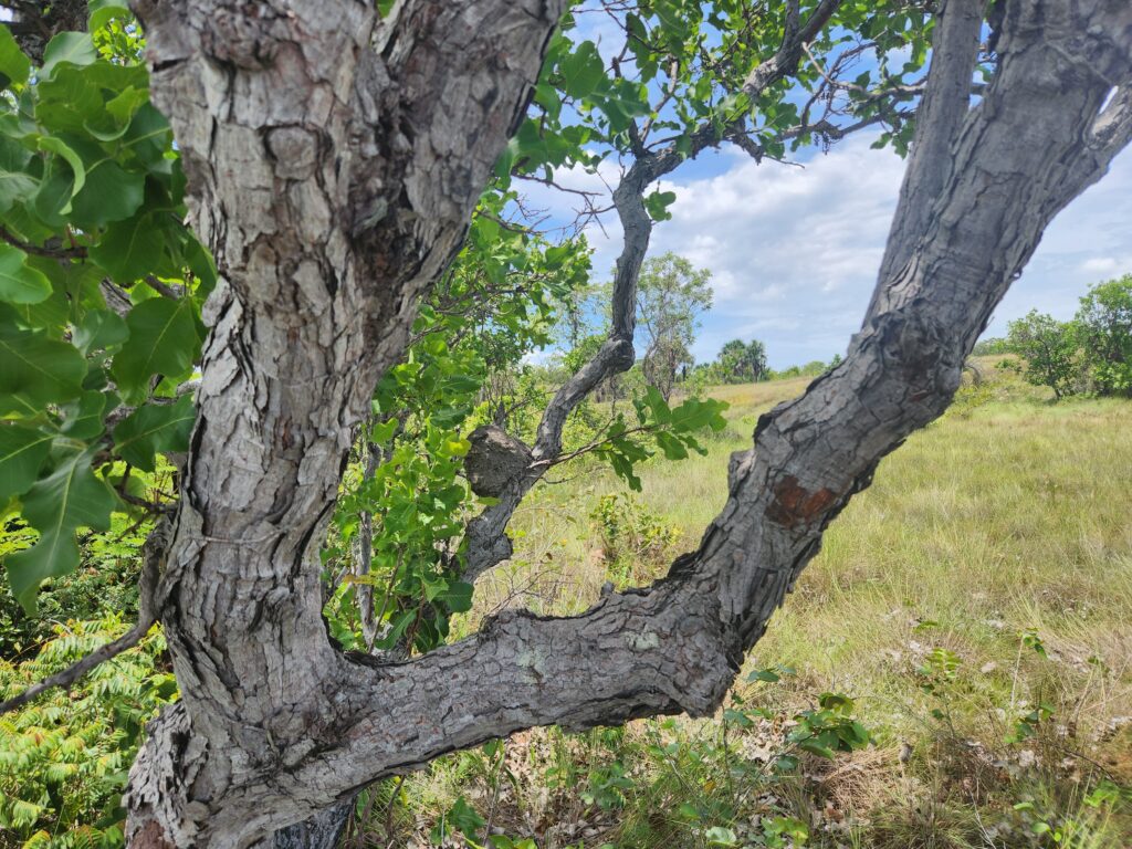 Troncos retorcidos e casca grossa caracteriazam a vegetaçção do Cerrado do Jalapão