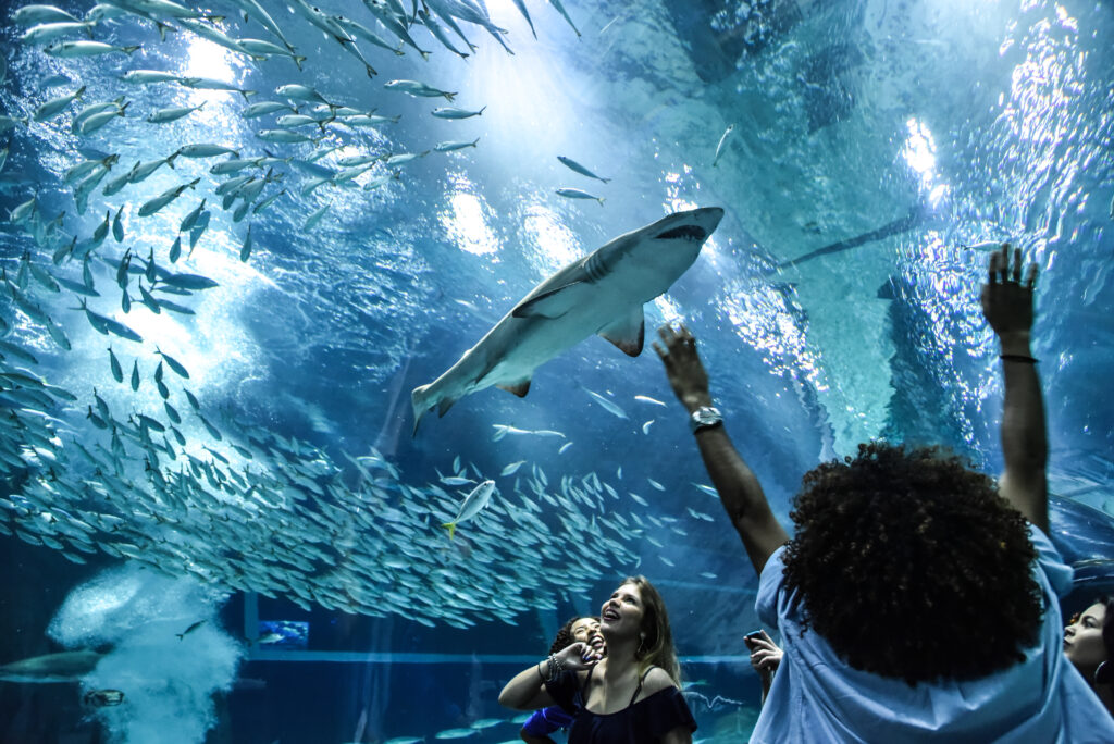 AquaRio lança promoção de Black Friday para cariocas AquaRio lança promoção de Black Friday para cariocas