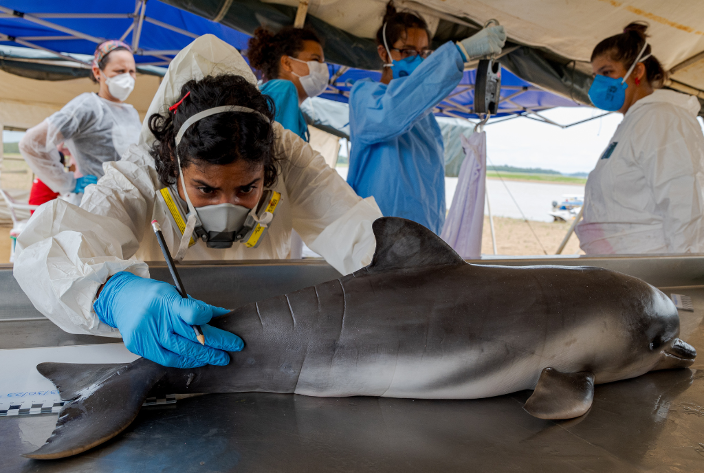 Fundo de Conservação do SeaWorld doa mais de R$ 400 mil para salvar os botos da Amazônia 1 unnamed 16 e1701376591661 Fundo de Conservação do SeaWorld doa mais de R$ 400 mil para salvar os botos da Amazônia