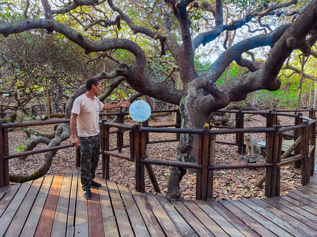 Bento Folha, guia do maior cajueiro do mundo, durante sua apresentação para os agentes de viagens Bento Folha, guia do maior cajueiro do mundo, durante sua apresentação para os agentes de viagens