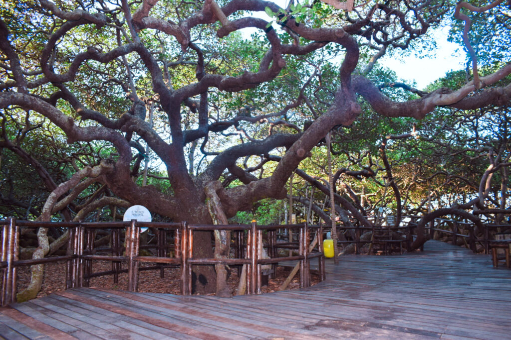 O tronco do maior cajueiro do mundo dá origem as muitas ramificações da árvore