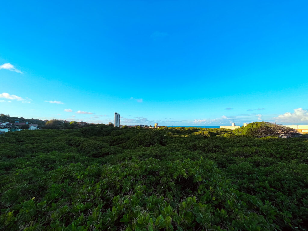 Vista para a copa do maior cajueiro do mundo Vista para a copa do maior cajueiro do mundo