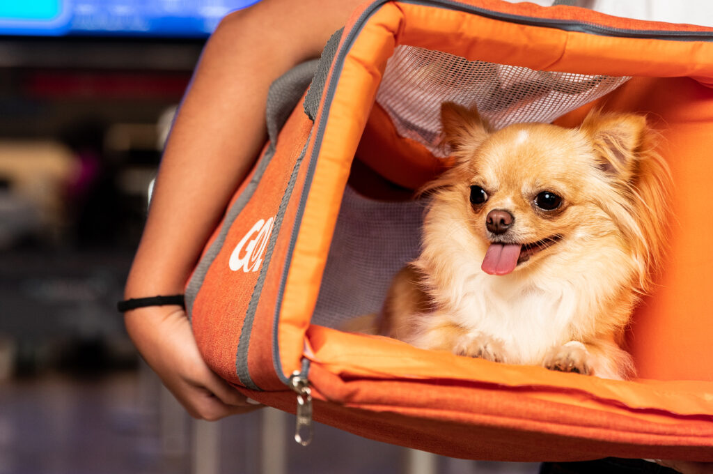 Clientes Smiles agora podem usar milhas para transportar pets na cabine em voos Gol