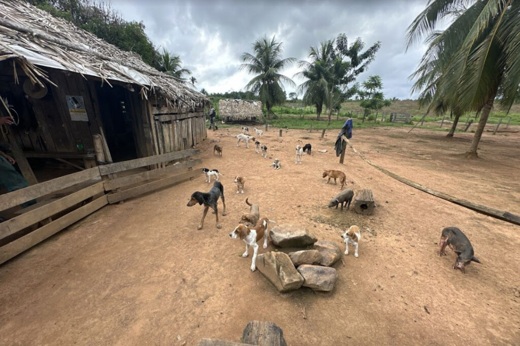 Gollog, FNPDA e Cobasi se unem em prol de adoção responsável de animais Gollog, FNPDA e Cobasi se unem em prol de adoção responsável de animais