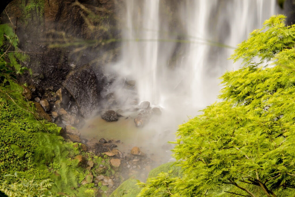 unnamed1 5 Accor e Fundação Florestal firmam parceria para promover o ecoturismo e a biodiversidade