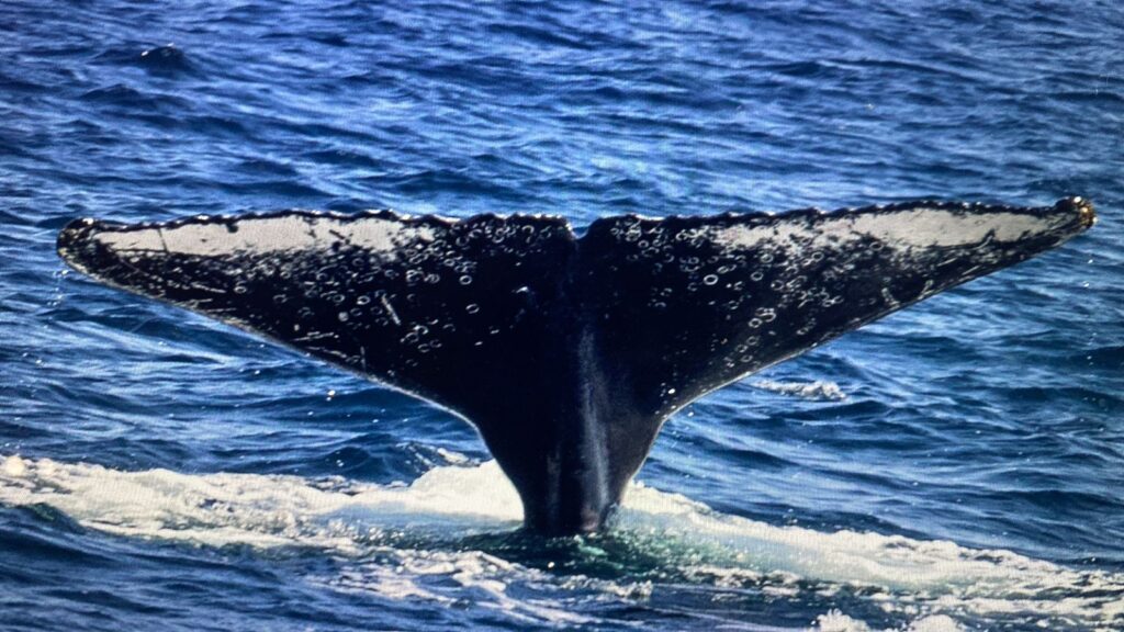 Cauda da baleia e como digital turista pode ajudar na identificacao dos animais enviando foto para Projeto Baleia a Vista Jubartes começam a chegar em São Sebastião (SP)