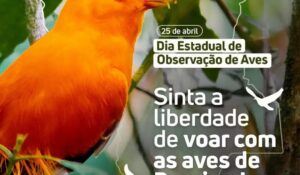 Roraima festeja Dia Estadual de Observação de Aves com revista especializada