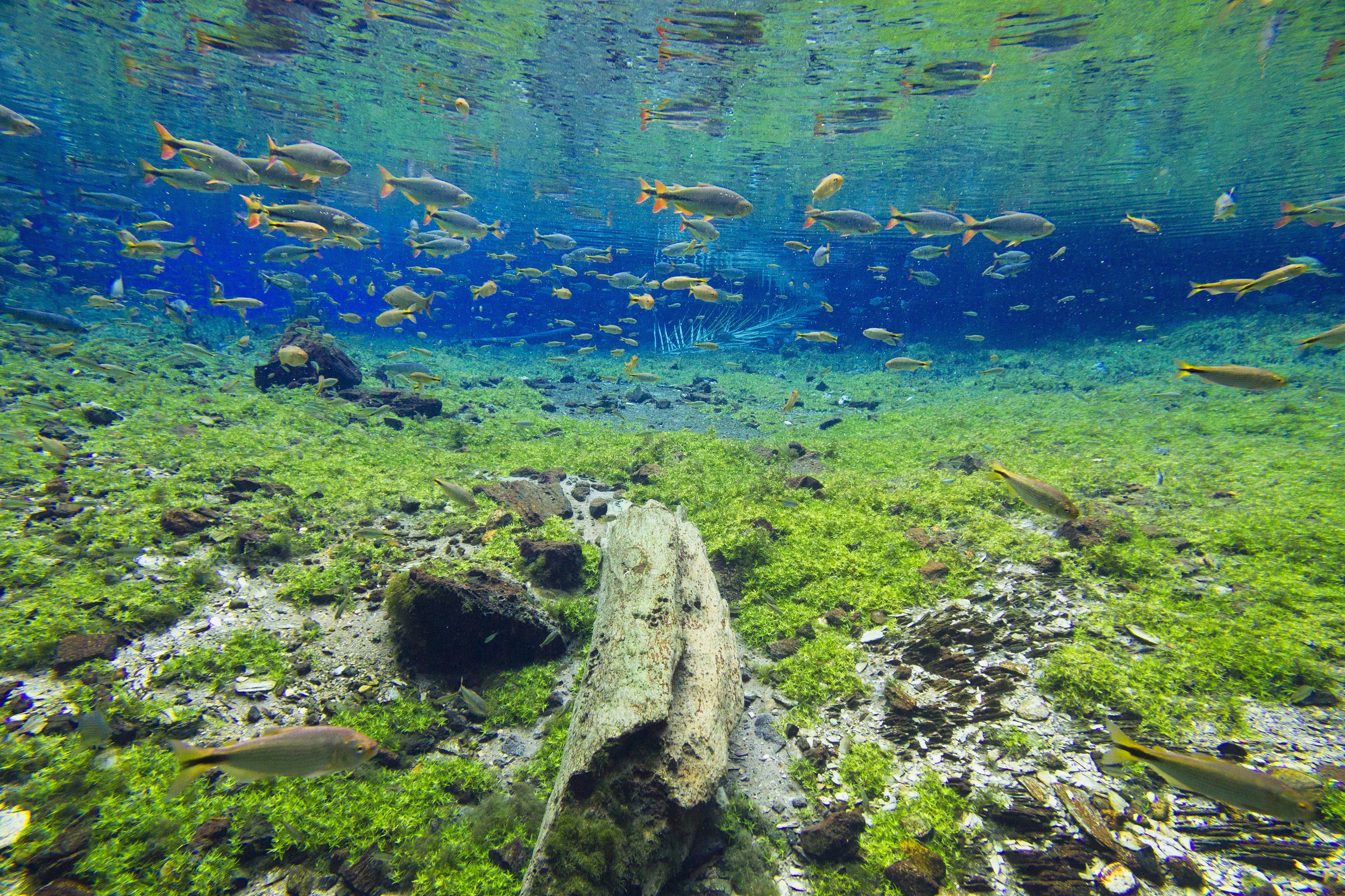 Conheça 10 passeios impactantes de Bonito (MS), a Capital Nacional do Ecoturismo 1 Nascente Azul Daniel De Granville 2 Conheça 10 passeios impactantes de Bonito (MS), a Capital Nacional do Ecoturismo