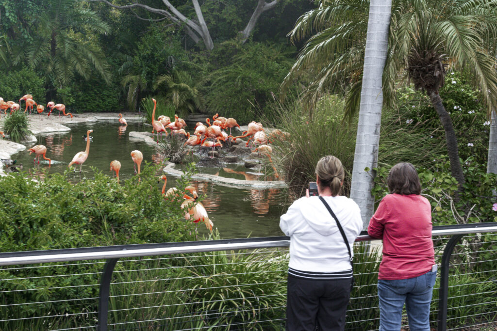 Mais de duas mil espécies estão abrigadas no Zoológico de San Diego