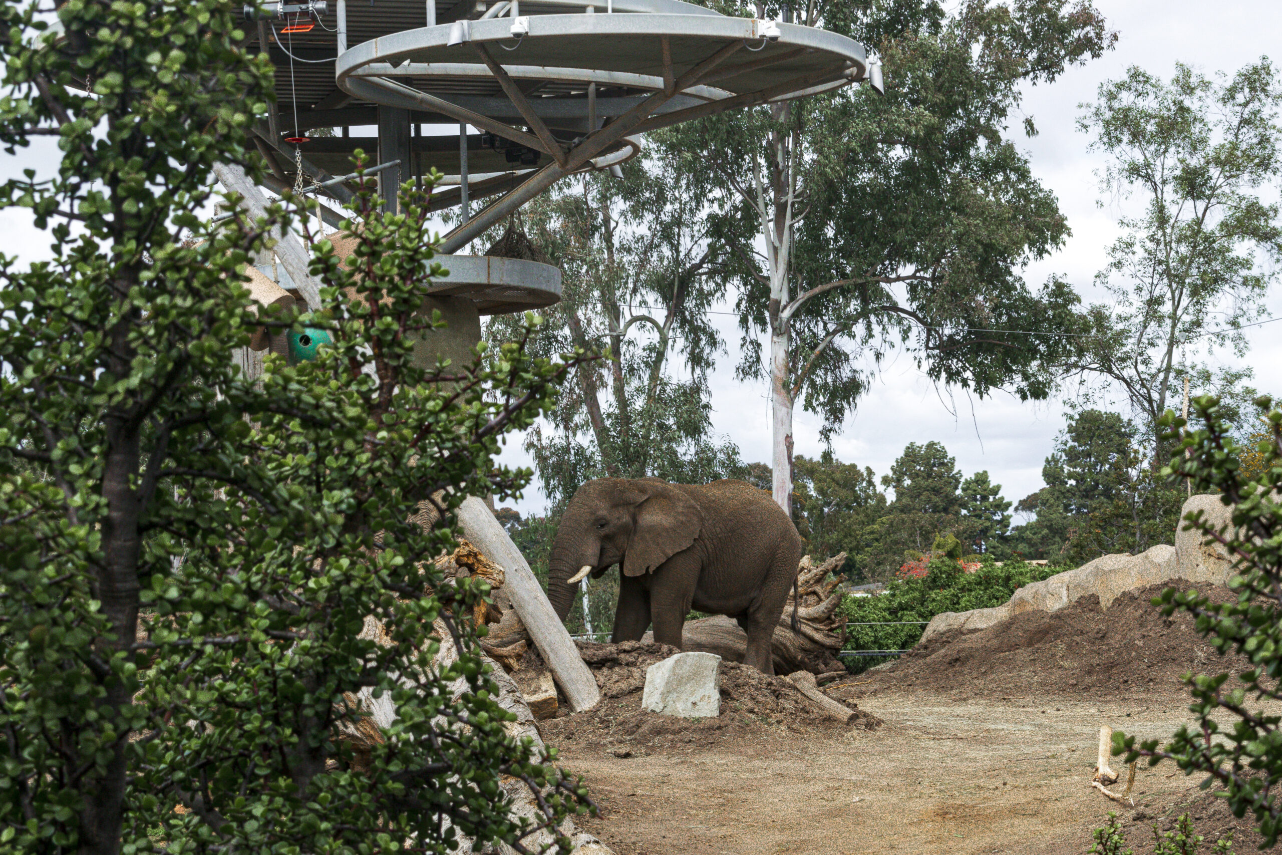No zoologico há habitats que se assemelham ao de origem dos animais No zoologico há habitats que se assemelham ao de origem dos animais