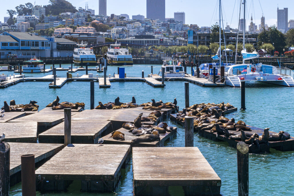 Leões-marinhos descansam no Pier 39