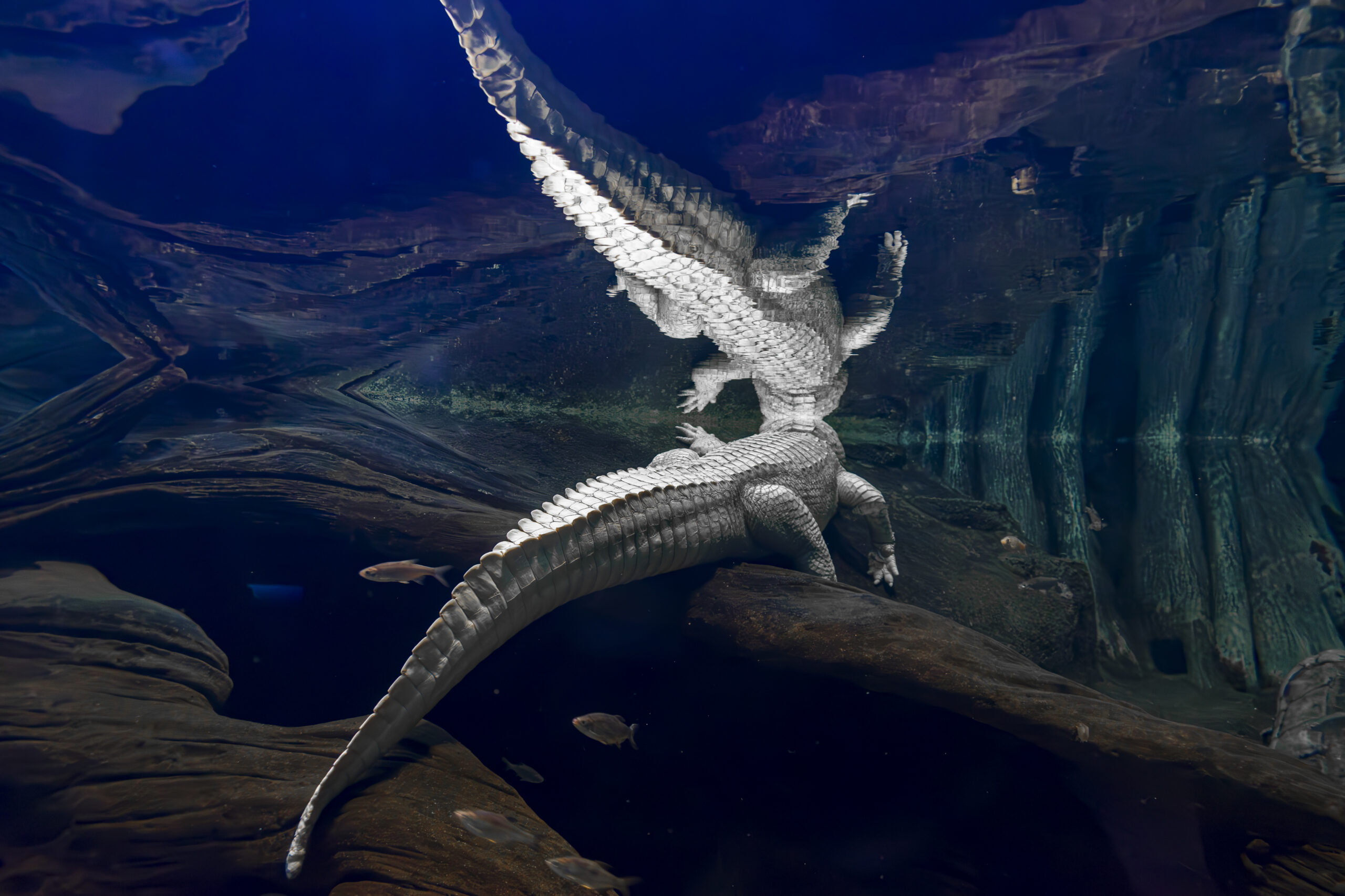 Crocodilo albino Crocodilo albino