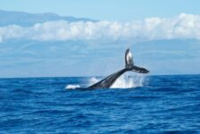 Litoral Norte de São Paulo atrai turistas com temporada de avistamento de baleias