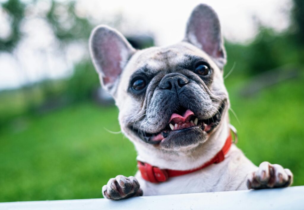 Hero Seguros expande serviço e lança cobertura para pets e notebooks Hero Seguros expande serviço e lança cobertura para pets e notebooks