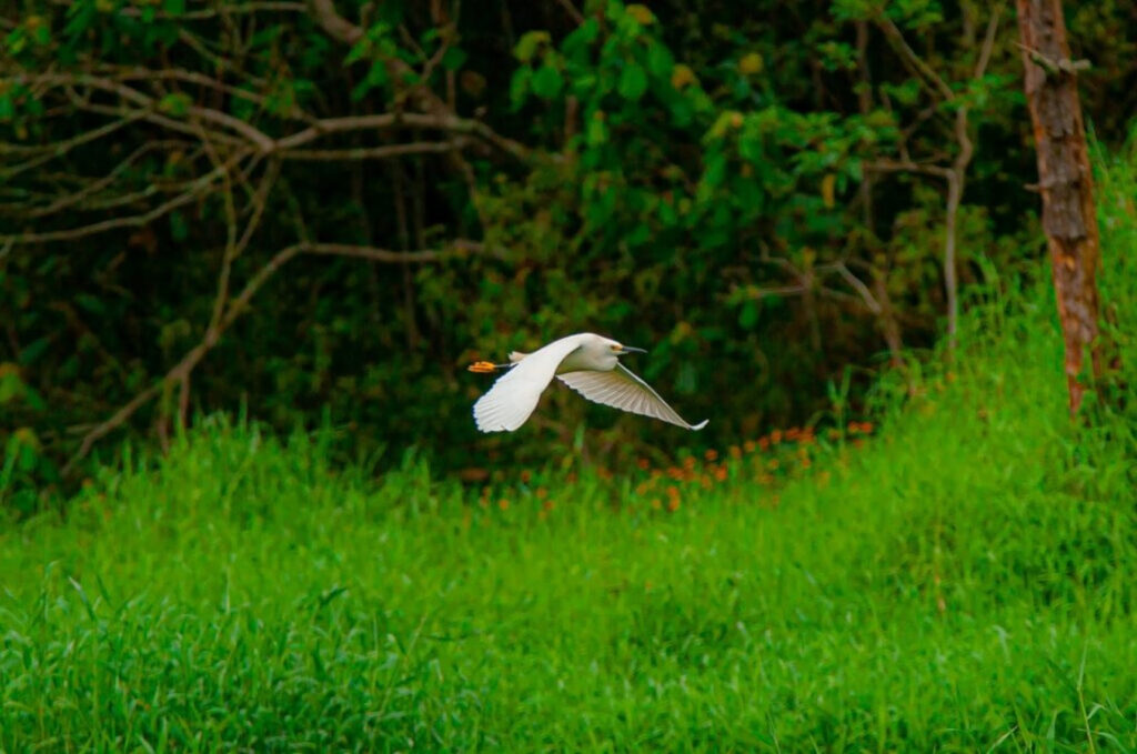 Polo de Ecoturismo de São Paulo participará do Avistar Brasil 2024