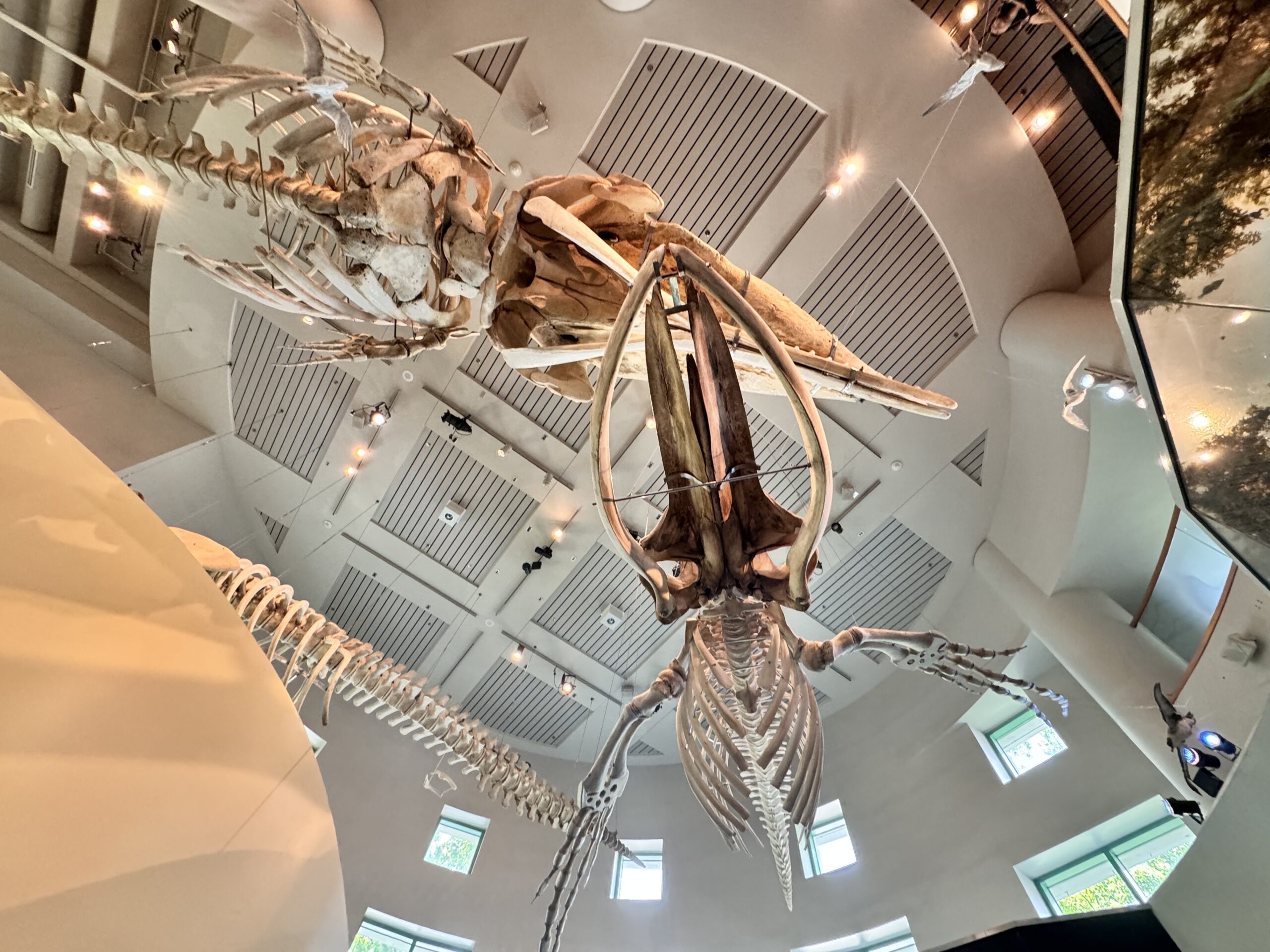 Raleigh: a diversidade no meio da cultura country dos Estados Unidos 2 Museu de ciências naturais da Carolina do Norte, em Raleigh (Manuela Miniguini/M&E)