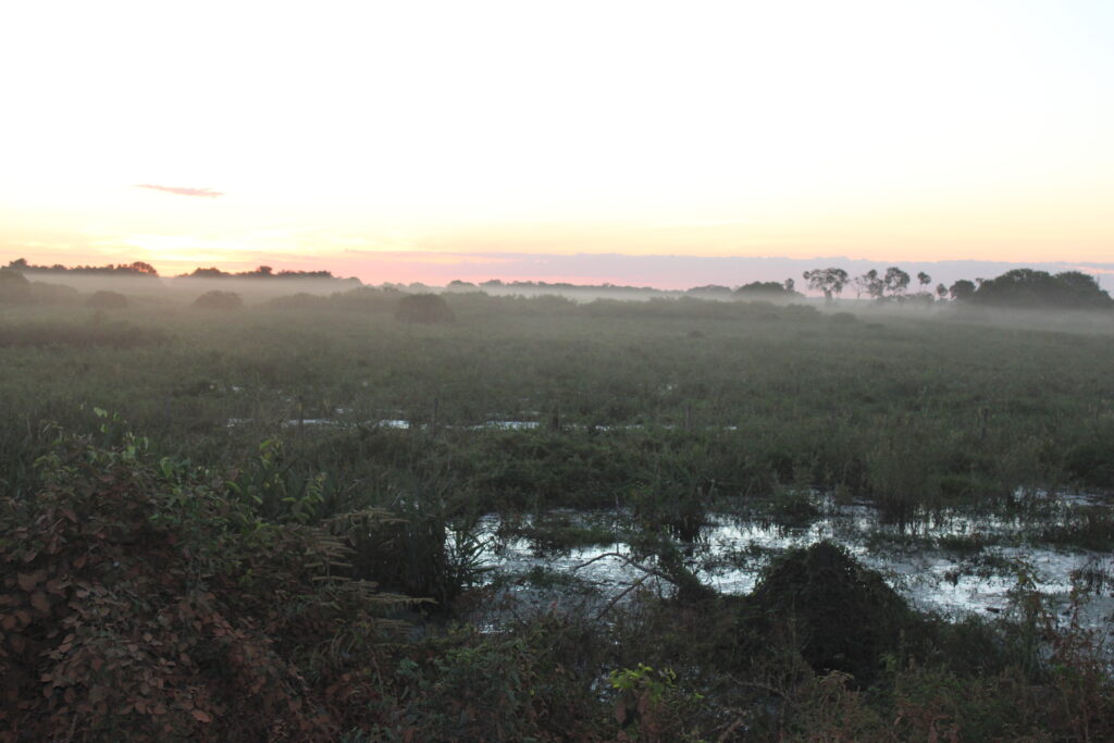 Amanhecer no Pantanal Amanhecer no Pantanal