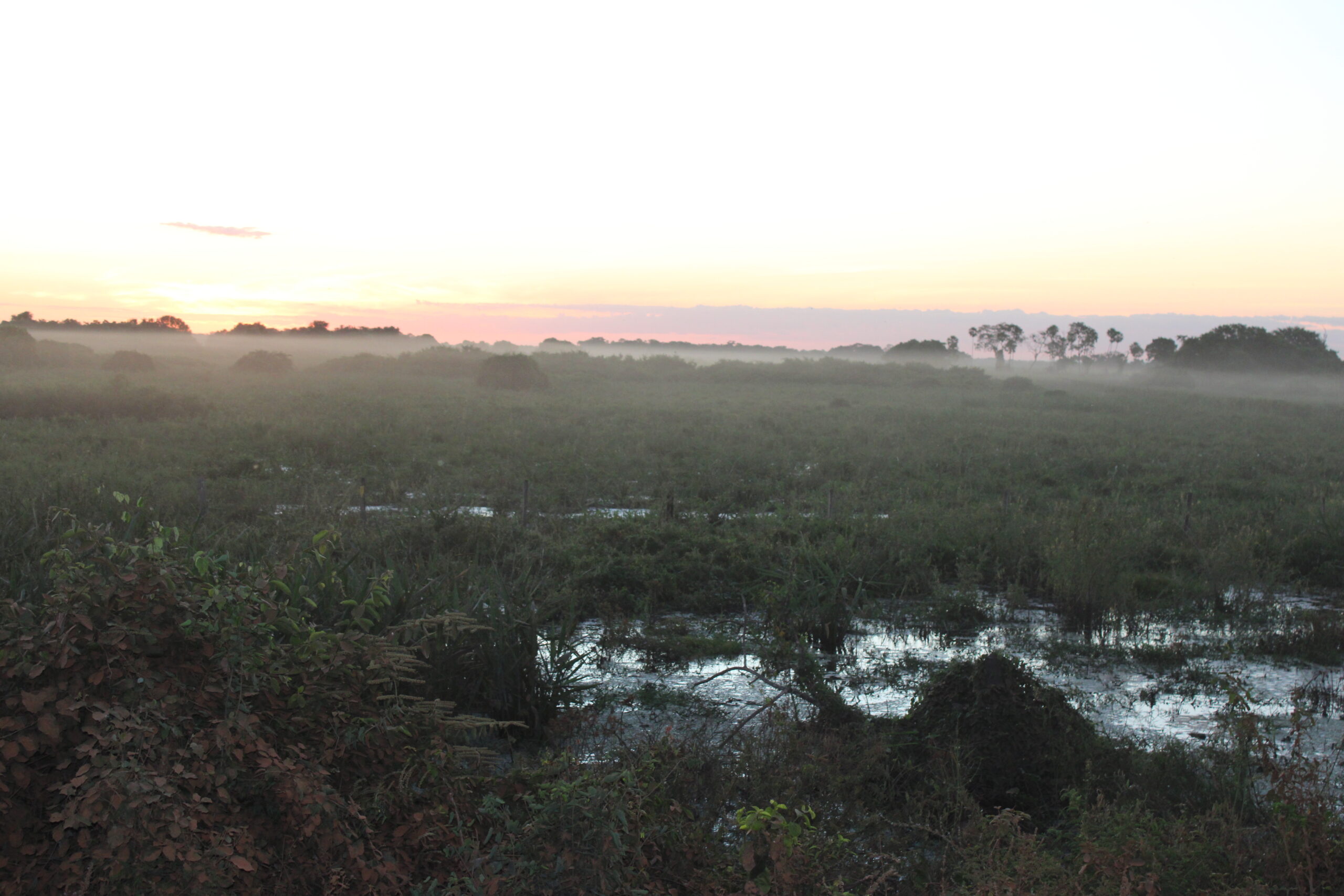 Amanhecer no Pantanal Amanhecer no Pantanal