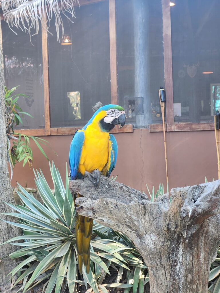 Arara Canindé Arara Canindé