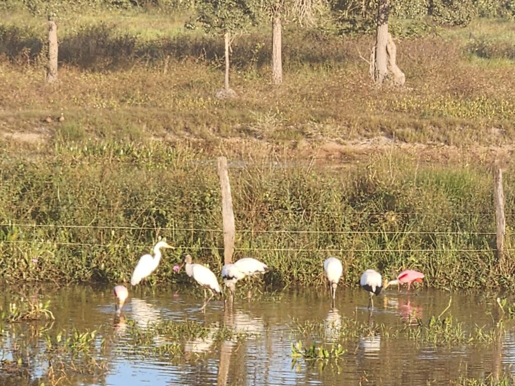 Aves se alimentam nos corixos Aves se alimentam nos corixos