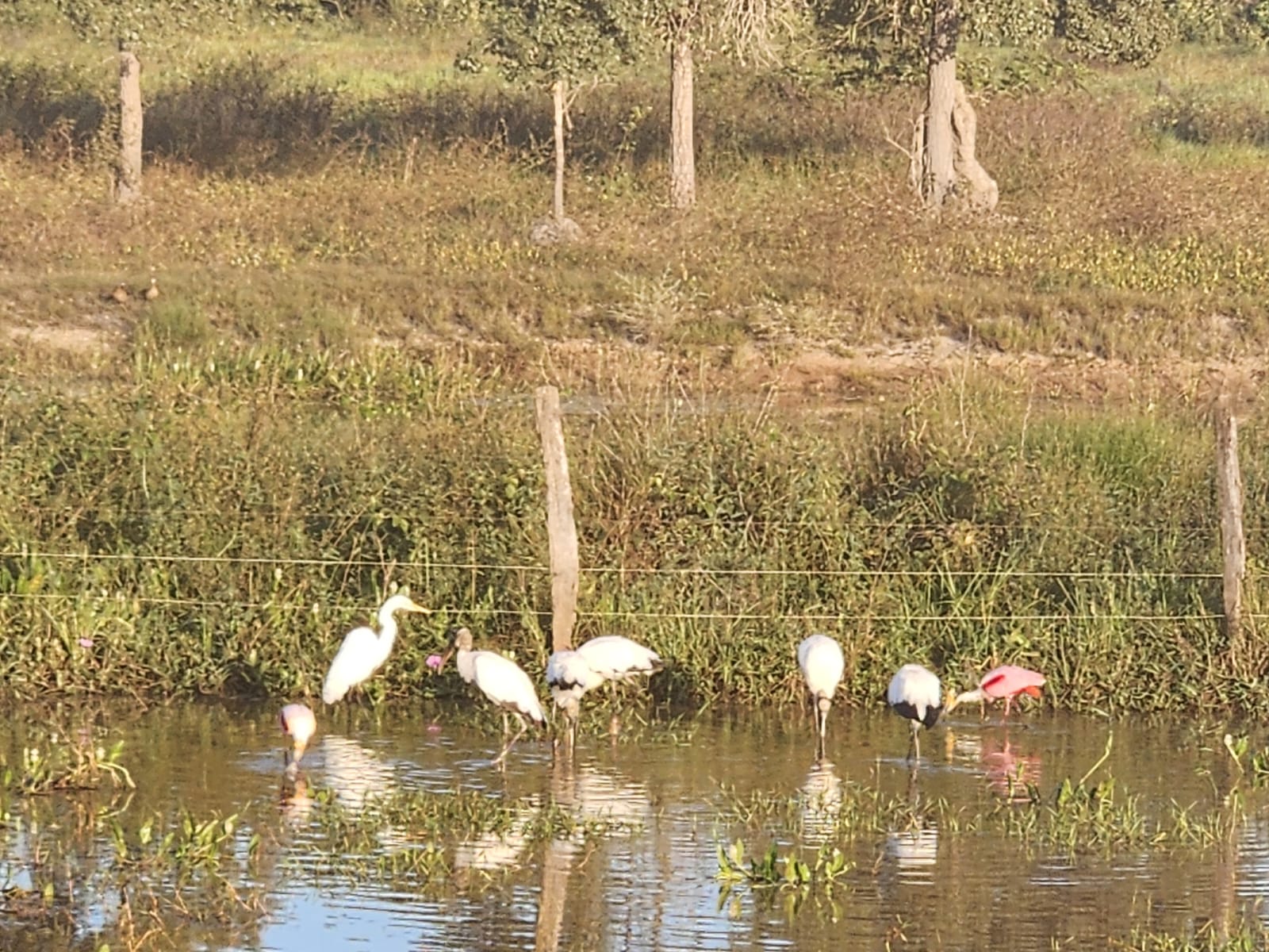 Aves se alimentam nos corixos Aves se alimentam nos corixos