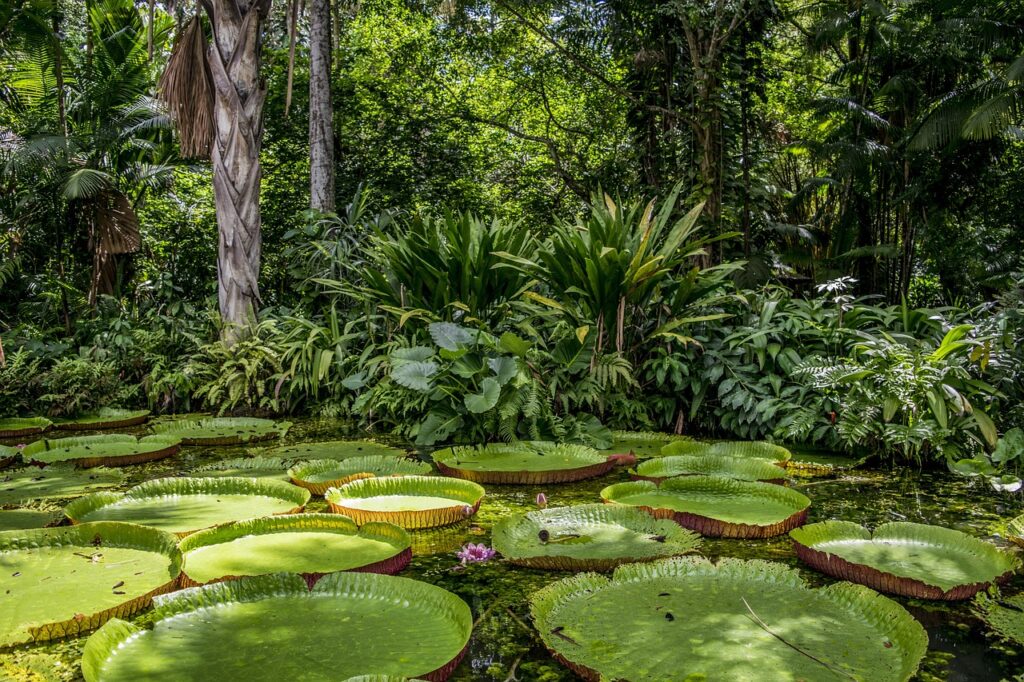 amazon 4769367 1280 Museu das Amazônias, um dos principais legados da COP 30, é lançado em Belém