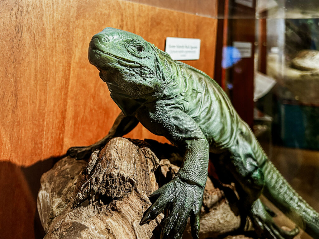 A iguana Azul é uma espécie característica das Ilhas Caymans