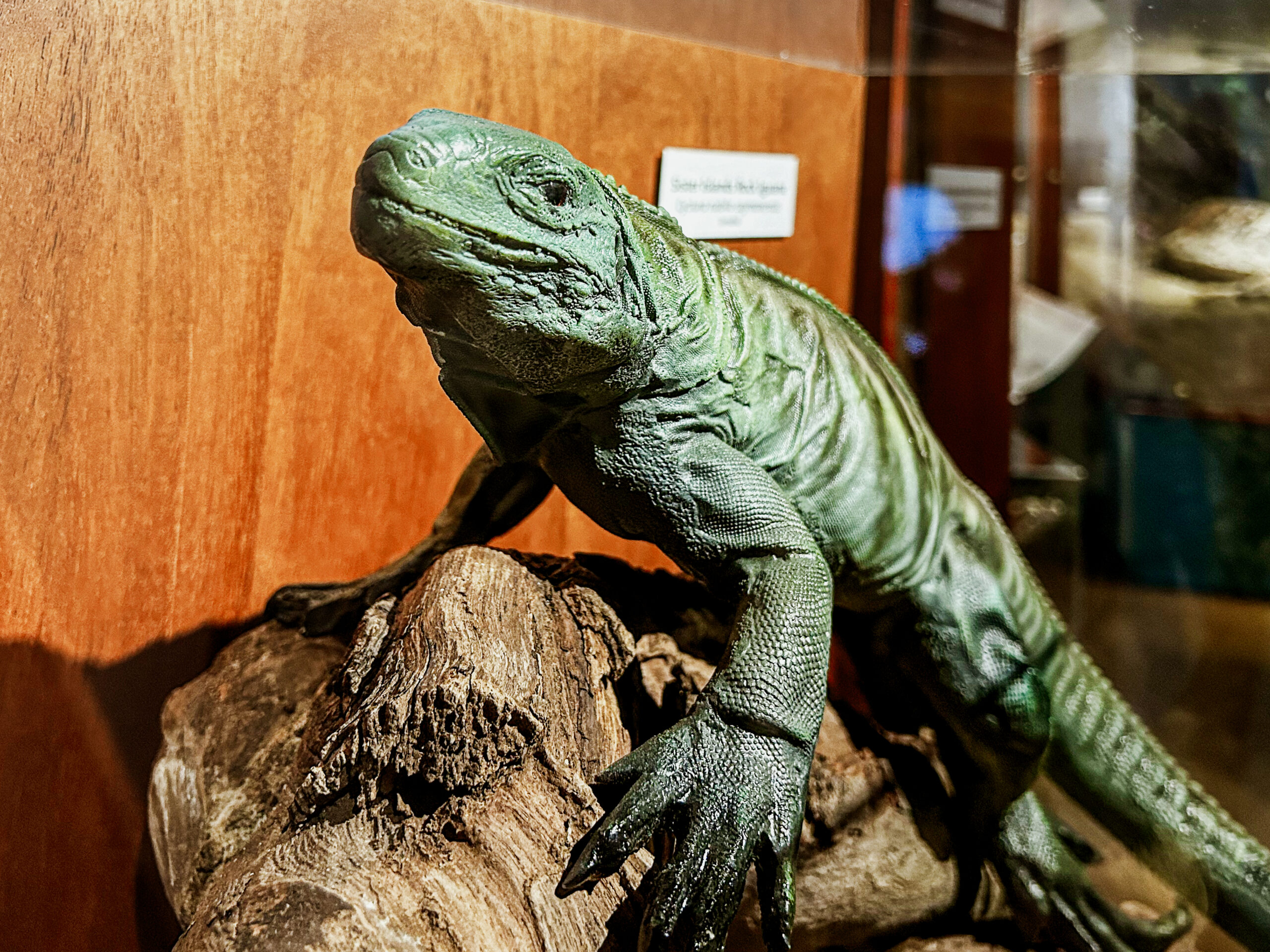 A iguana Azul é uma espécie característica das Ilhas Caymans A iguana Azul é uma espécie característica das Ilhas Caymans