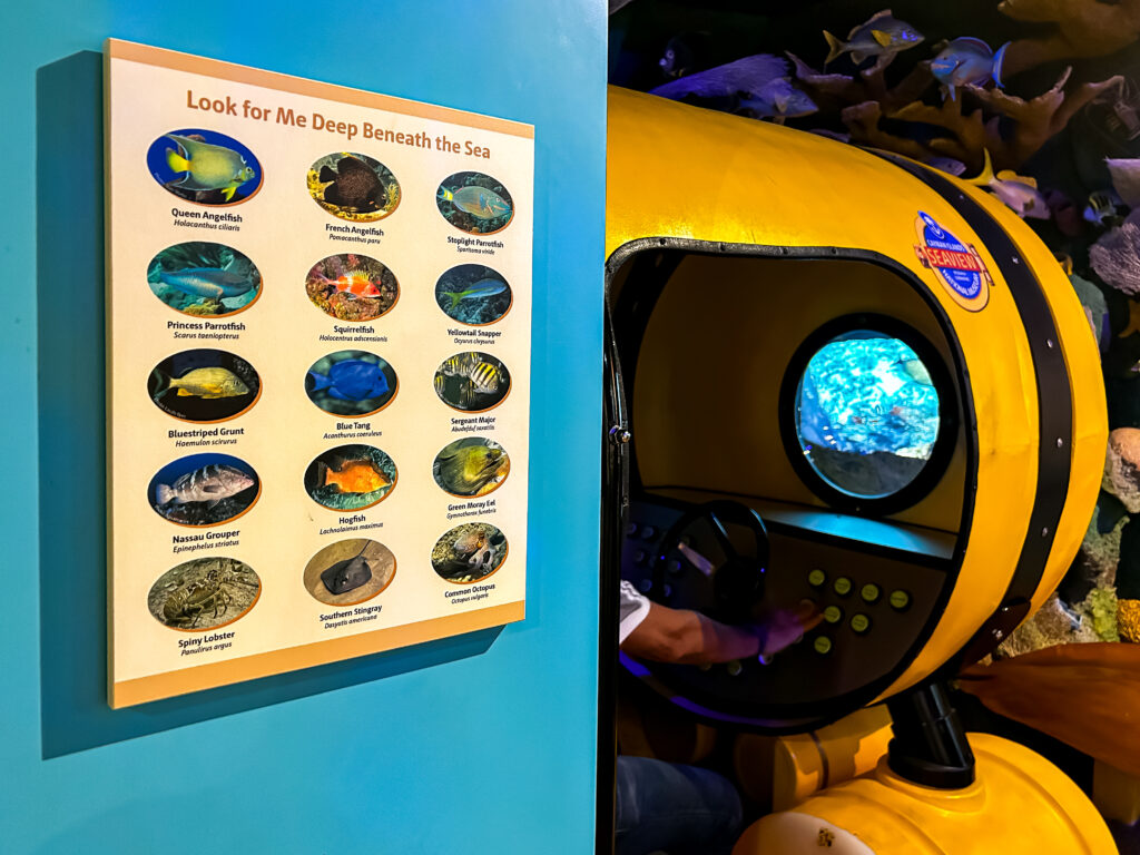 No Museu Nacional das Ilhas Caymans há um simulador de submarino, bem como informações das especies que podem ser avistadas