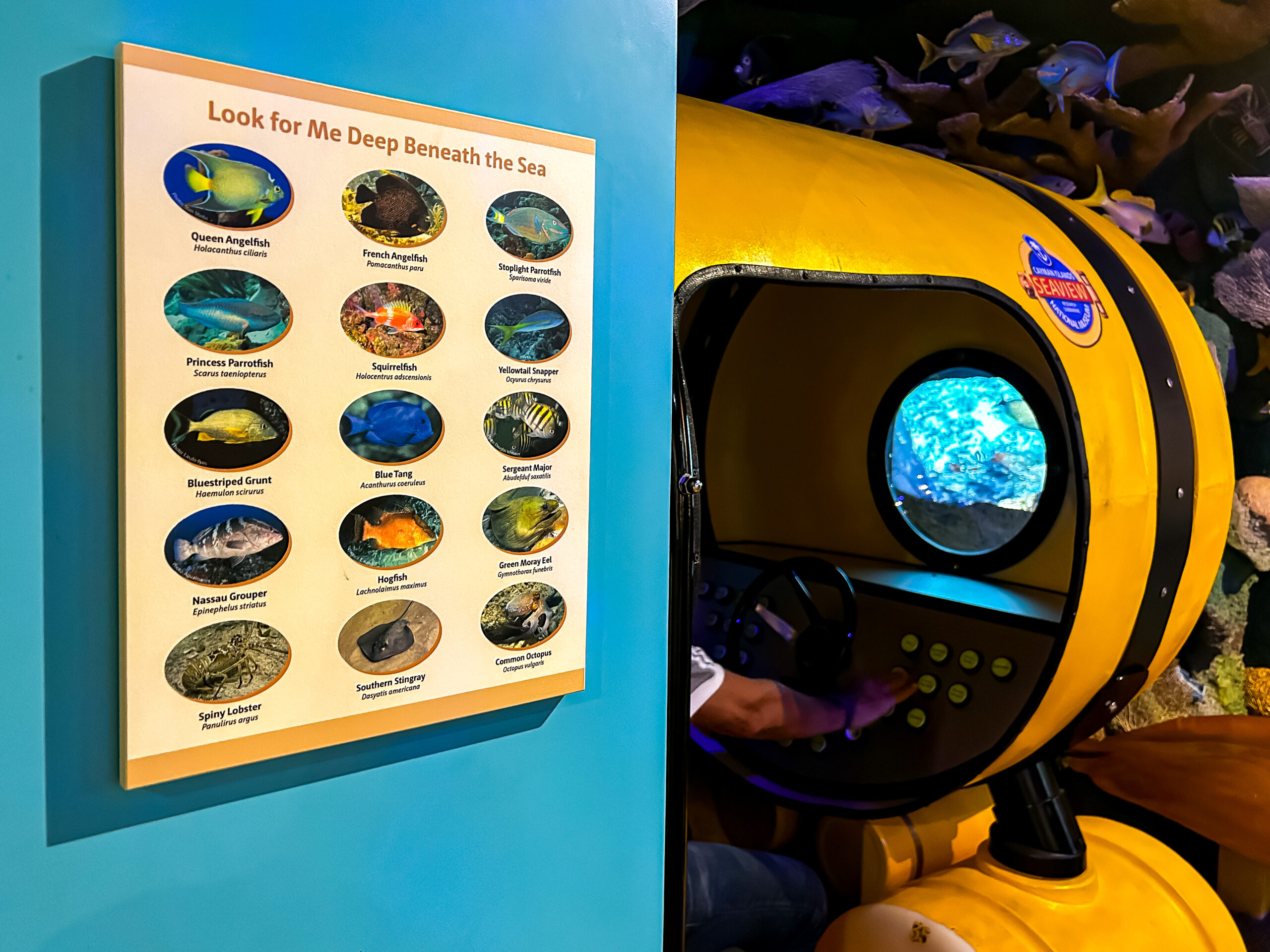 No Museu Nacional das Ilhas Caymans há um simulador de submarino, bem como informações das especies que podem ser avistadas No Museu Nacional das Ilhas Caymans há um simulador de submarino, bem como informações das especies que podem ser avistadas
